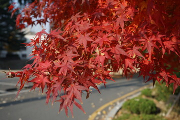 Wall Mural - red autumn leaves