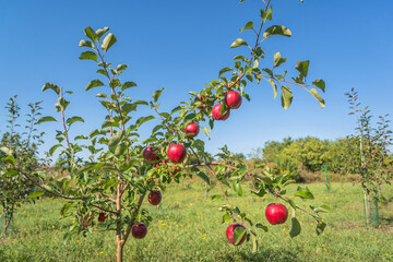 Wall Mural - Red apples on a tree