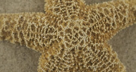 Wall Mural - Close-up of a starfish in the sand. Panorama. Starfish texture