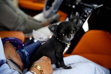 A Small Black Chihuahua Dog Sitting On His Lap In The Car