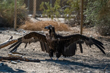 A Cinereous Vulture In Palm Springs, California