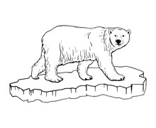 Polar Bear. Hand Drawn Illustrations. Vector Sketch