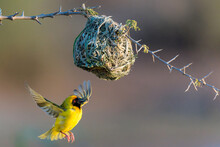 Southern Masked Weaver (Ploceus Velatus), Or African Masked Weaver,  Trying To Lure A Female To His Nest At Sunset Dam In Kruger National Park In South Africa