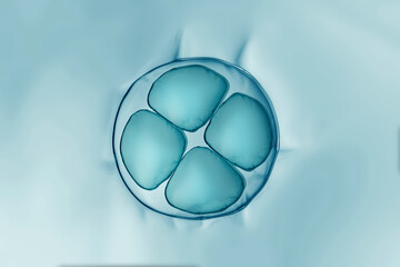 Cells division process, Cell divides into two cells	
