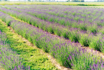 Sticker - Summer lavender. Floral background. Shallow depth of field	