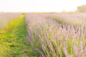 Sticker - Summer lavender. Floral background. Shallow depth of field	