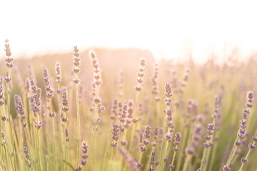 Sticker - Summer lavender. Floral background. Shallow depth of field	