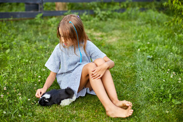 A little girl play with Black Guinea pig sitting outdoors in summer, Pet calico guinea pig grazes in the grass of his owner's backyard, love pets