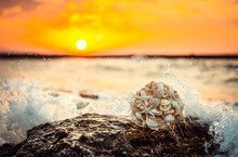 Shell Bouquet On The Rock With Water Splashes Over It. Beautiful Blurred Sunset At The Beach. 