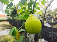Close Up View Of Ripening Lemon Fruit, Fresh Lemon Fruit Hangin On Tree, Selective Focus