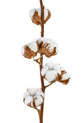 Wall Mural - Cotton plant flower branch isolated on white background with clipping path and full depth of field