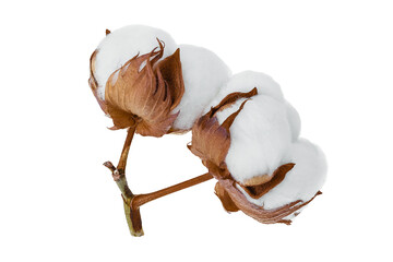 Cotton plant flower branch isolated on white background with clipping path and full depth of field