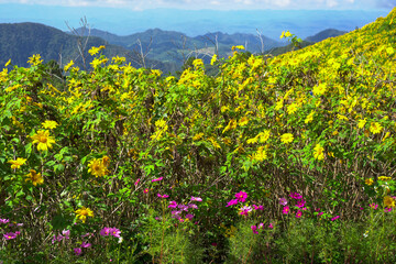 Sticker - flowers in the mountains