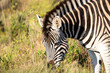 Zebra im Gondwana Private Game Reserve in Südafrika