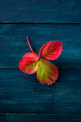 Poster - Vibrant autumn leaf on a dark blue wooden background, fall season banner with a place for text