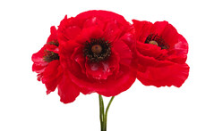 Beautiful Poppies Isolated