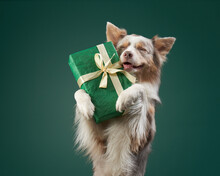 Happy Dog Is Holding A Gift. Funny Border Collie On A Green Background.