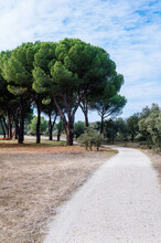 Dirt Road Between A Pine Forest And A Holm Oak Forest. Concept Of Overcoming With Copy Space
