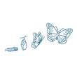 butterfly life cycle vector line art illustration icon 