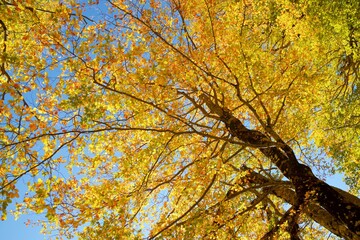 Poster - Autumn forest in the Pyrenees