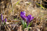 Fototapeta Sawanna - The first spring flowers