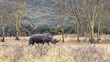 White rhinoceros, Ceratotherium simum,in the fever tree forest of Lake Nakuru National Park, Kenya.