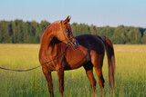 Fototapeta  - Beautiful chestnut arabian horse looks back on natural background, portrait closeup