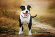 American staffordshire terrier dog lovely portrait
