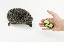 A Man's Hand Hands A Hedgehog To A Prickly Animal Of Wild Nature A Mammal With Needles Sliced Cucumber On A White Background
