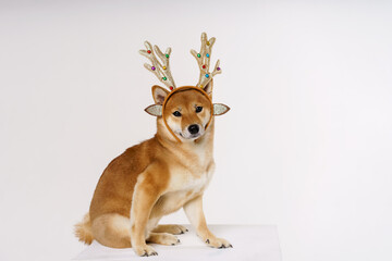 Wall Mural - New year and christmas concept with cute dog in ridiculous pose wearing deer antlers headband on a solid light background.