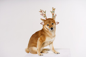 Wall Mural - An adult cute red-haired dog in new year's costume with deer antlers. Dog greets the new year. Card. The animal lies on a white cube on a light background. Place for your text. Copy space