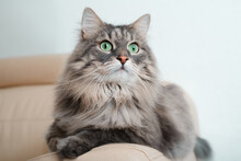 Indoor Cat Portrait. Gray Fluffy Beautiful Cat With Big Green Eyes Lying, Resting On Sofa And Looking Away. Furry Thoroughbred Pet With Surprised Expression On Face, Close-up. Animal Theme