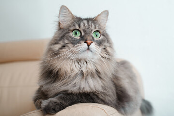 Indoor cat portrait. Gray fluffy beautiful cat with big green eyes lying, resting on sofa and looking away. Furry thoroughbred pet with surprised expression on face, close-up. Animal theme