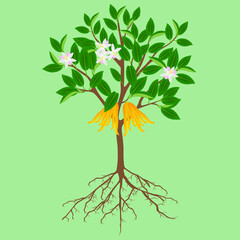 Canvas Print - Buddha's hand citrus tree with fruits and flowers on a green background.