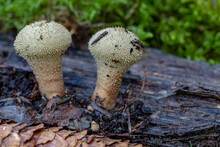 Two Common Puffballs With Rotten Tree Trunk And Green Moss
