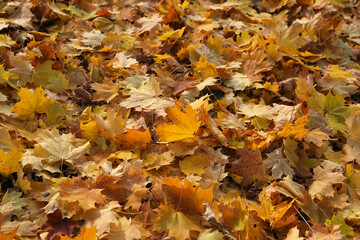 Wall Mural - autumn bright golden leaves of maple tree on the ground