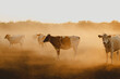 Vacas en establo en rancho