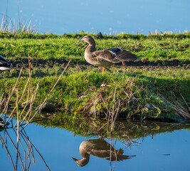 Wall Mural - Female Mallard stretching its leg