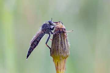 Wall Mural - the asilidae are the robber fly family, also called assassin flies.
