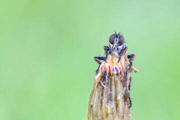 Wall Mural - the asilidae are the robber fly family, also called assassin flies.