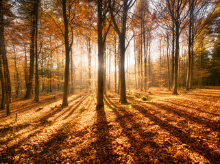 Wall Mural - autumn forest in bright sunlight