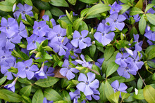 Spring Blossom Of Periwinkle Small