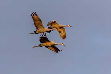 Canvas Print - Three Sandhill cranes (Antigone canadensis) arriving at a night location in Wisconsin