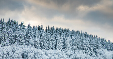 beautiful winter landscape  snow covered pine forest