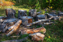 Chopped Trees And Stumps In Forest