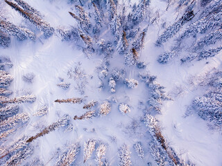 Canvas Print - Aerial top view frozen forest, winter landscape scene with sun light