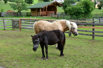 two horses with small barn in the background