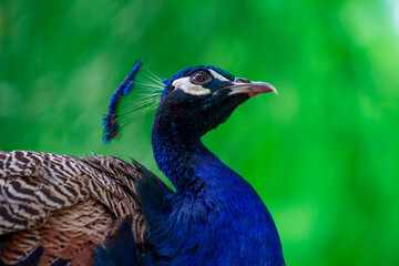 Close up view of The African peacock, a large and brightly bird.