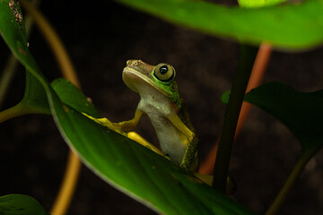 lemur leaf frog on a plant