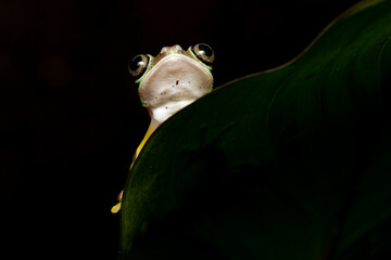 Wall Mural - Lemur leaf frog on a plant